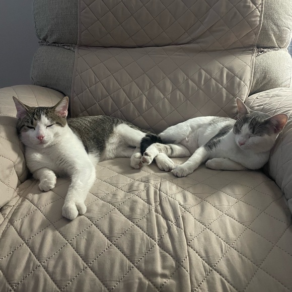 Meet your Posher, Megan - Picture 1 of 1